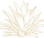 agave-icon agave-icon