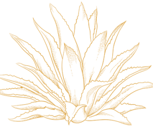agave-icon